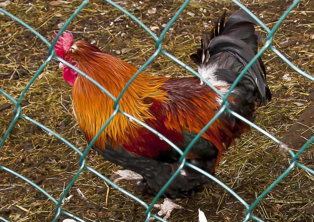 Schrunerhof Ebene Reichenau Pokój zdjęcie