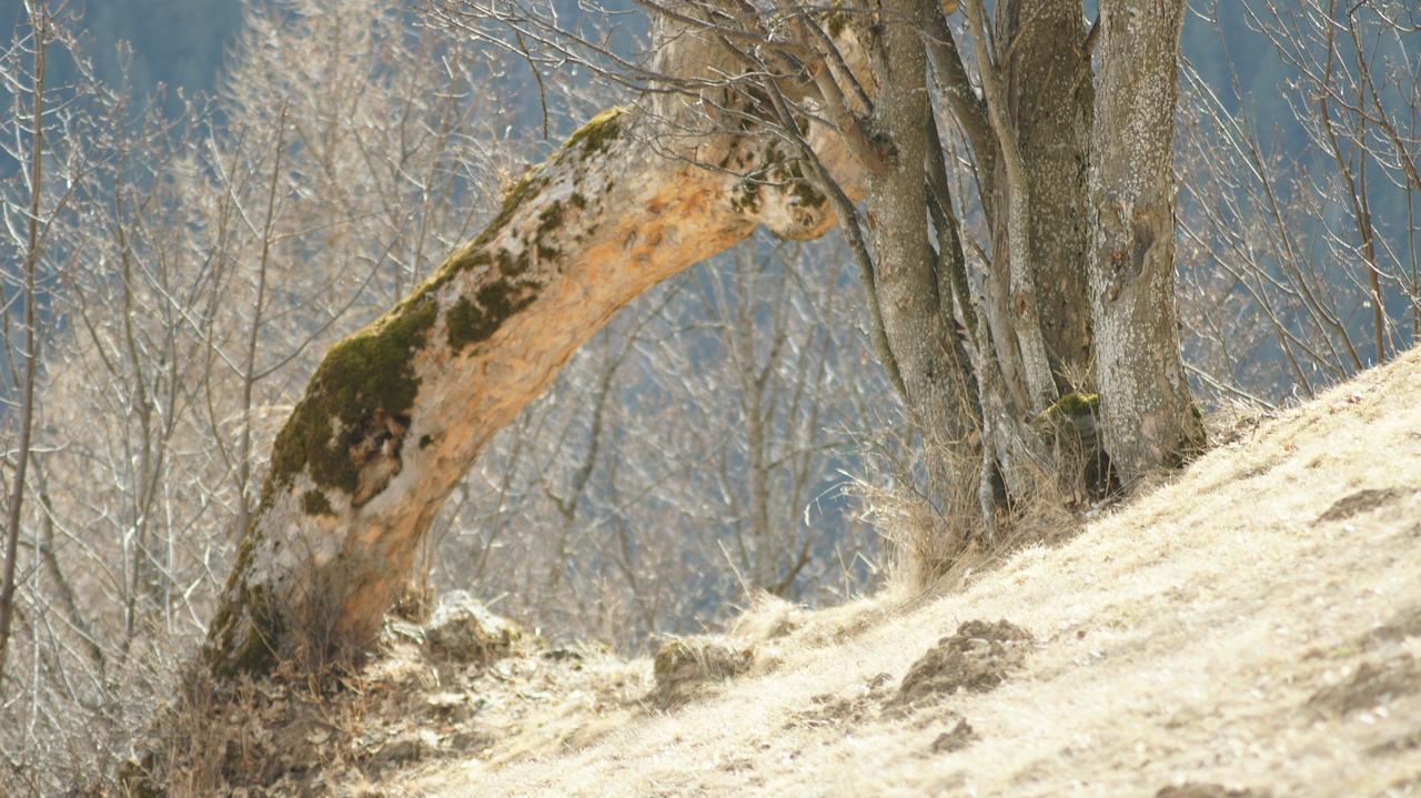 Schrunerhof Ebene Reichenau Zewnętrze zdjęcie